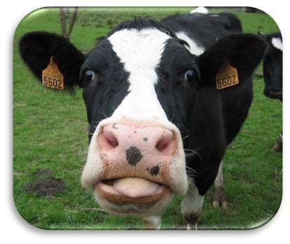 Image vache