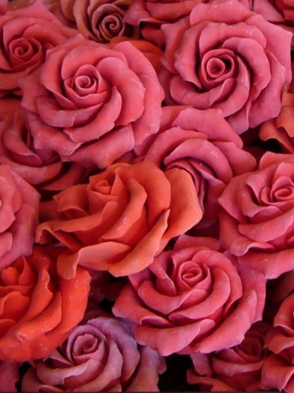 Rose 21191 1280